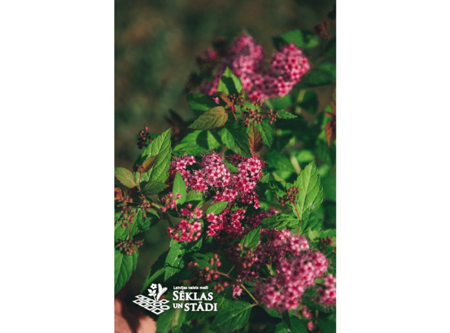 Spiraea japonica   MAGIC CARPET = 'Walbuma'